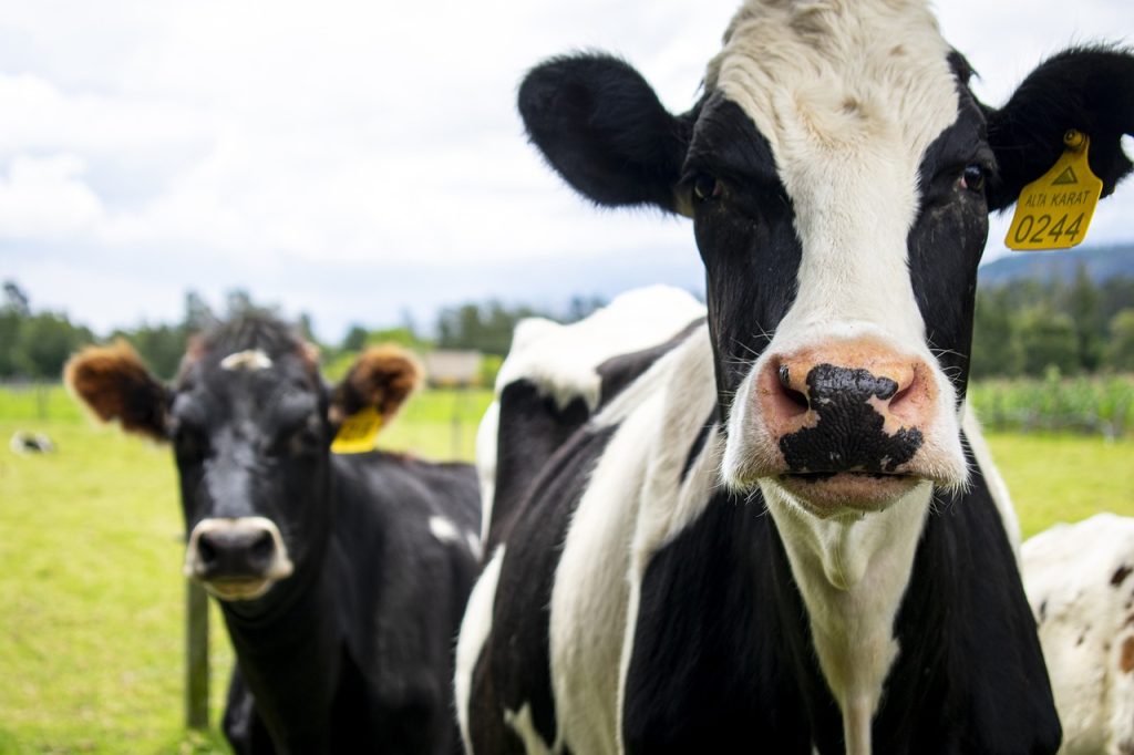 cows-g6656bbfb3_1280