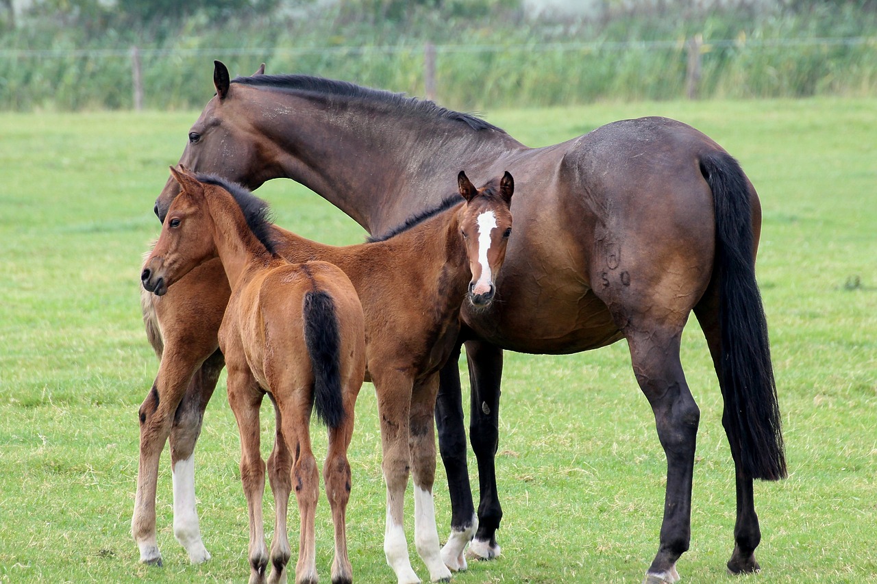 foal-g834b35251_1280
